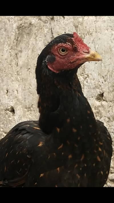 aseel Sindhi pair with five egg