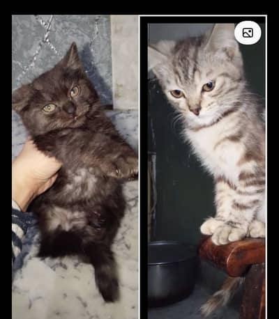 Persian Kitten Cat | kitten | Kitten Pair