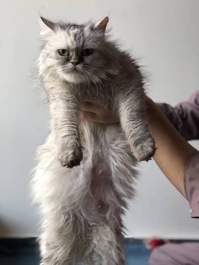 Persian Punch Face Double Coated