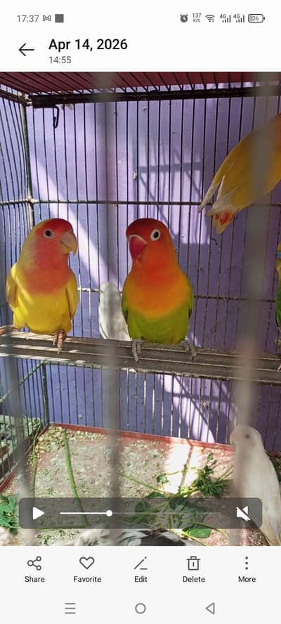 love birds and cocktail   03118441884