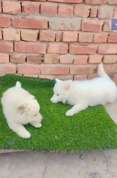 Russian puppy dog urgent for sale only Whatsapp number 03490437713
