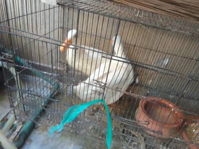 beautiful egg laying pair of ducks