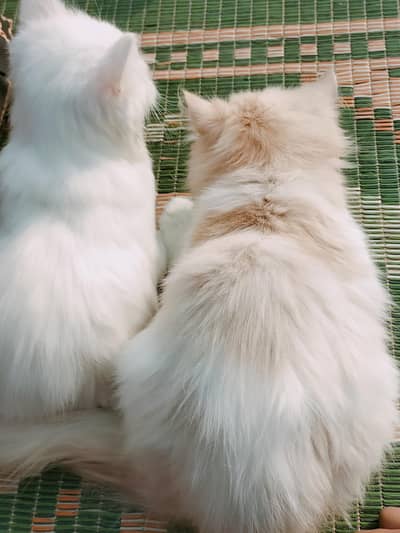 persian kittens for sale