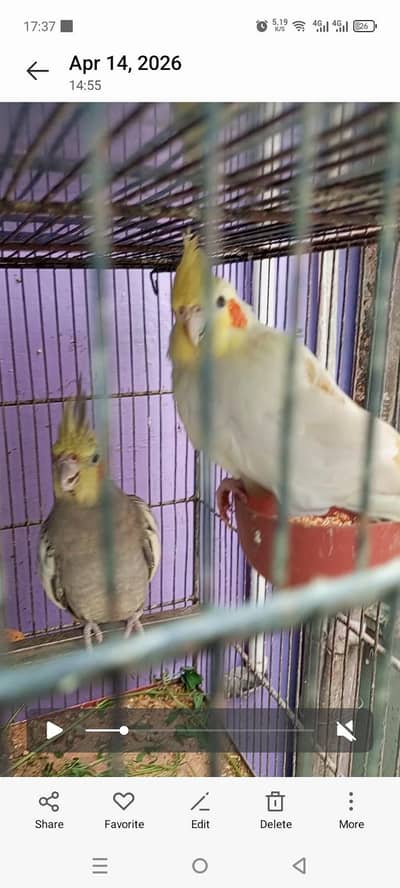 love birds and cocktail