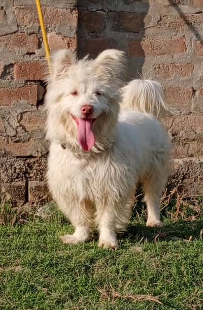 poodle puppy mail 9 months war sale