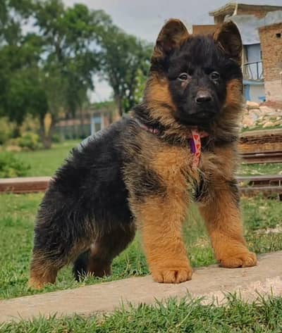 German Shepherd double coat male 2month for sale