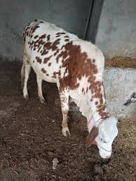 cow for sale total 3 hai
