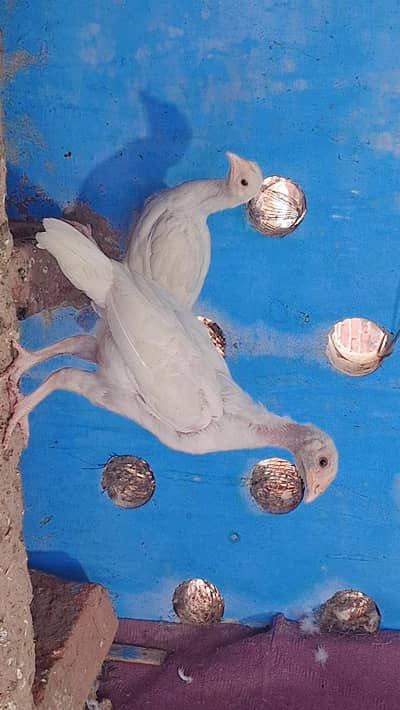 Heera aseel pathi pathy for sale