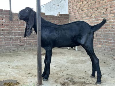 Donda bakra / amritsari beetal pure / khassi bakra / goat