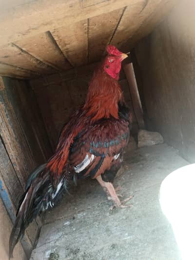 Need Cash Urgent Sale