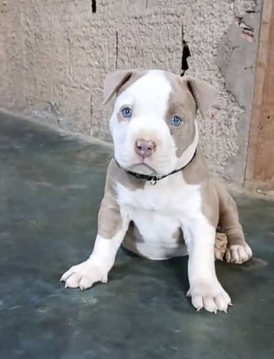 Pitbull puppy dog 92@330*5406115