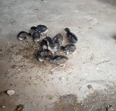 Aseel chicks for sale   (03296520637)