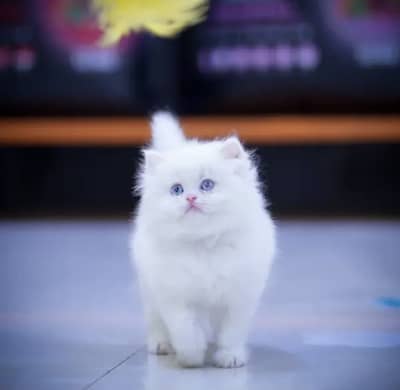 High quality persian kittens for sale
