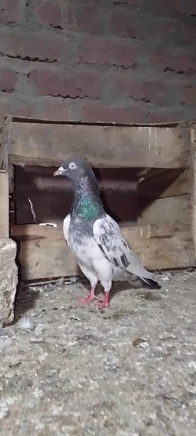 teddy pigeon