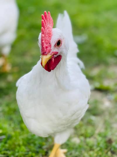 leghorn 2 males age 3months