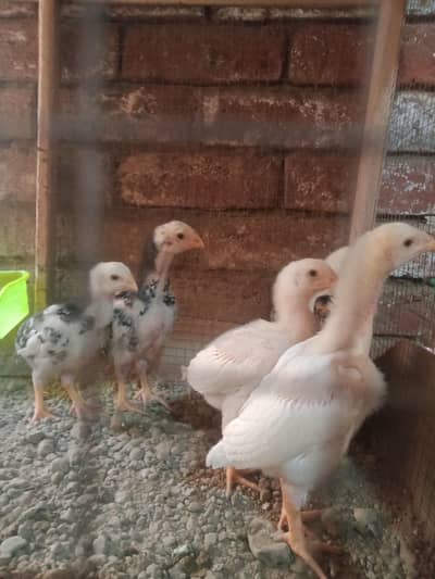 Aseel German shamo checks available