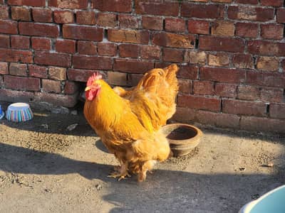 pairs of golden puff