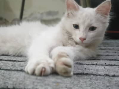 Persian cat white