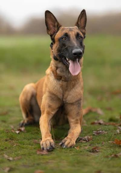 I am selling my Belgiun malinois pair
