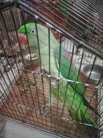 raw elexandora parrot