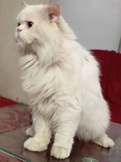 Persian cat