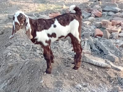 Beetal bakra/ Bakrota/ Goat Kids