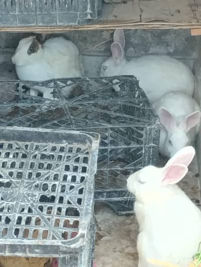 Beautiful Natural Breed Rabbit Ghar k Palay Hie Desi