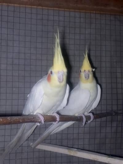 Common white cocktail pair