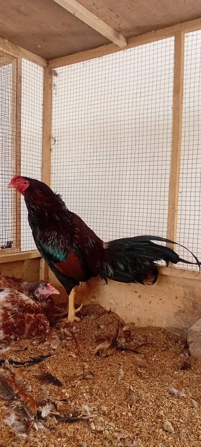 Mianwali  Aseel Breeder Set | Amroha Cross Aseel Set