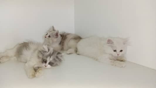 females kittens available 03234102419