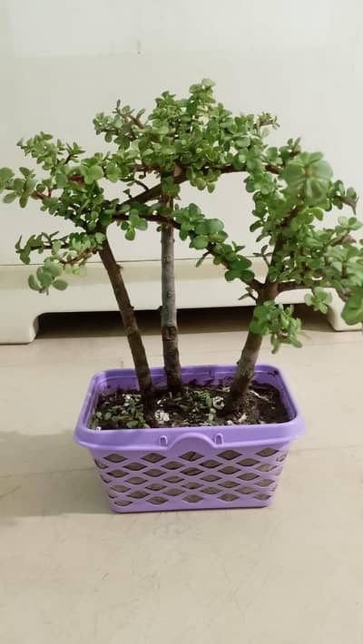 ftjadpalant WhatsApp  3352724753