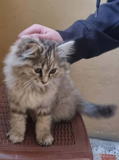 PERCIAN TRIPPLE COAT