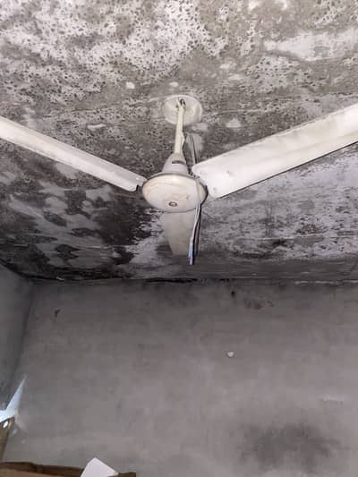 phineas fan original