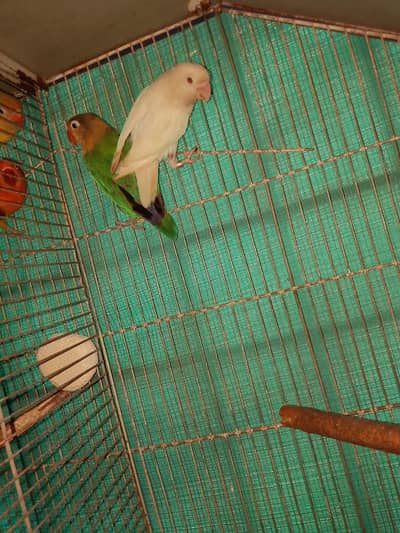 Albino red eye to parblue lovebird breeder pair available with DNA