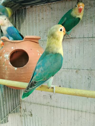 Parblue Fishery Breeder Bonded pairs pathay