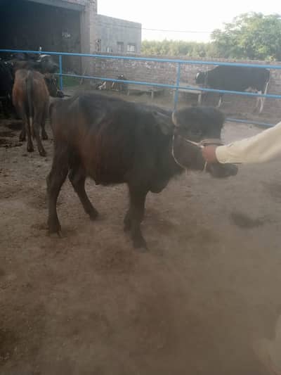 3 katta aur 1 wacha for sale