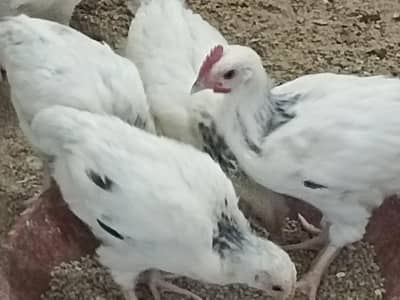 light Sussex chicks for sale