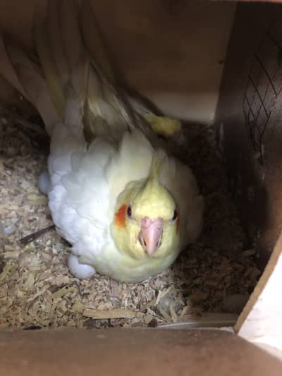 Cockatiel Red Eye Breeder Pair with EGGS