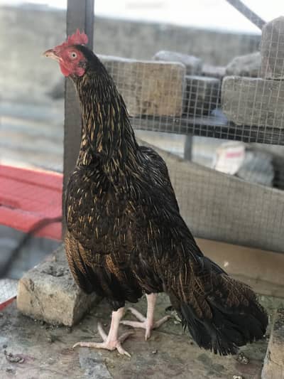 Bengum madi O33Z 33 I6I 33 whattsapp or phone