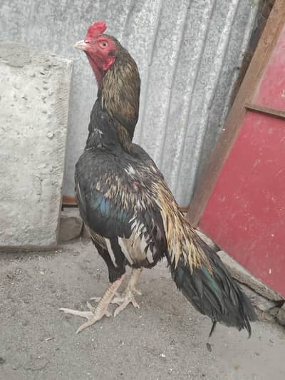 Mianwali Aseel Murgha for Sale