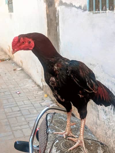 high quality aseel mainwali