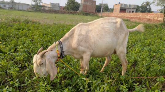 Bakri for sale 03049031324