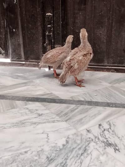 silver teetar for sale