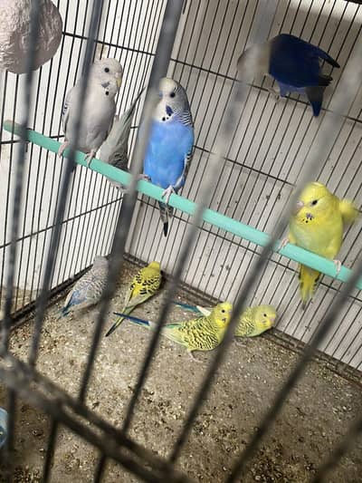 Budgies