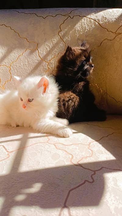 cute kittens