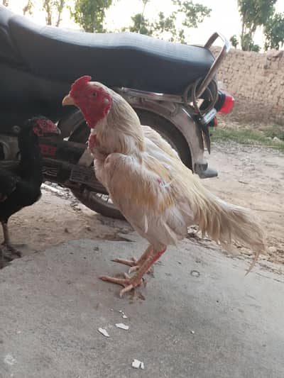 Aseel hera exchange possible with lasani male