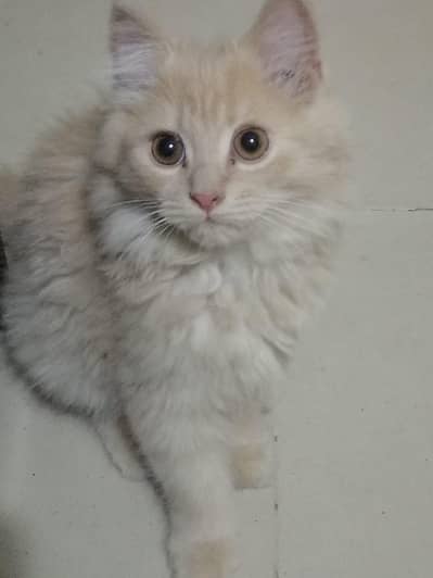 Male American kitten for urgent sale