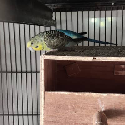 black wing split black face budgie parrot pair