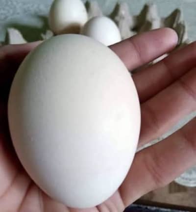 Peacock eggs 101% Fertile