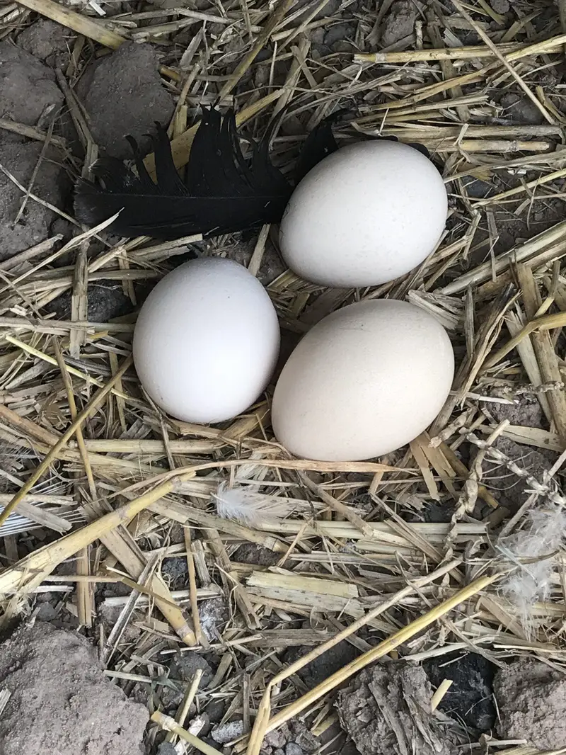 Peacock eggs 101% Fertile — photo 2